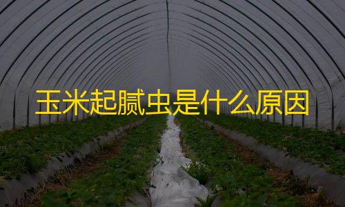 免费云服务器永久使用玉米起腻虫是什么原因